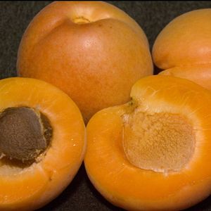Prunus hybrid-Aprium(R) Flavor Delight - Flavor Delight Aprium(R) Prunus hybrid-Aprium(R) Flavor Delight - Flavor Delight Aprium(R)