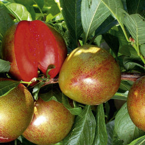 Prunus hybrid-Pluot(R) Flavor Supreme - Flavor Supreme Pluot(R) Prunus hybrid-Pluot(R) Flavor Supreme - Flavor Supreme Pluot(R)