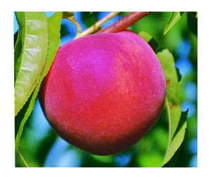 Prunus persica Redhaven - Redhaven Peach--- The Prunus persica Redhaven - Redhaven Peach--- The