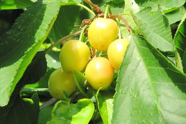 Prunus avium Stardust - Stardust Yellow Sweet Cherry Prunus avium Stardust - Stardust Yellow Sweet Cherry