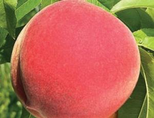 Prunus persica Messina(R) - Messina(R) Peach Prunus persica Messina(R) - Messina(R) Peach
