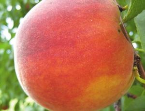 Prunus persica SummerFest(TM)(USPP# 21379) - SummerFest(TM)(USPP# 21379) Peach Prunus persica SummerFest(TM)(USPP# 21379) - SummerFest(TM)(USPP# 21379) Peach