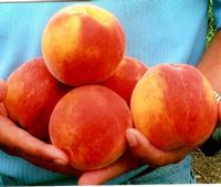 Prunus persica Flamin'Fury(R) PF- Fashionably Late - Flamin'Fury(R) PF- Fashionably Late (TM) Peach Prunus persica Flamin'Fury(R) PF- Fashionably Late - Flamin'Fury(R) PF- Fashionably Late (TM) Peach