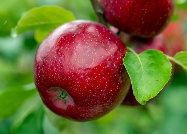 Malus domestica Triumph™ - Triumph™ Apple Malus domestica Triumph™ - Triumph™ Apple