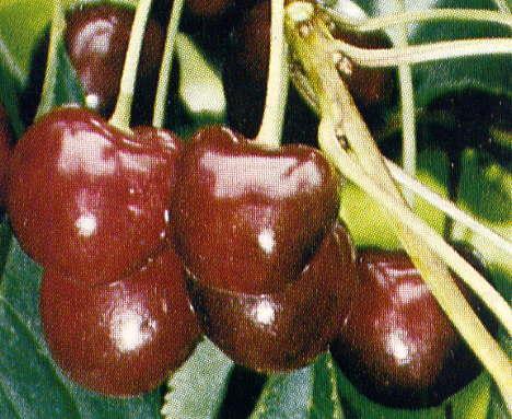 Prunus avium Attika(r) - Attika(r) Dark Sweet Cherry Prunus avium Attika(r) - Attika(r) Dark Sweet Cherry