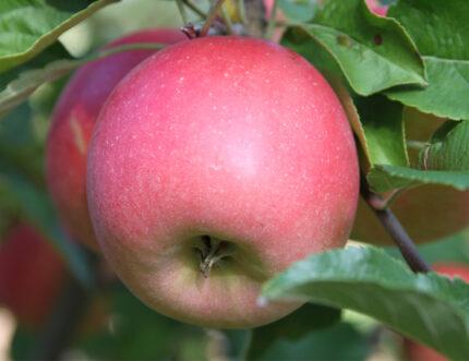 Malus domestica Bonita™ - Bonita™ Apple Malus domestica Bonita™ - Bonita™ Apple