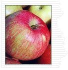 Malus domestica Northern Spy - Northern Spy Apple Malus domestica Northern Spy - Northern Spy Apple