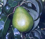 Pyrus communis Anjou - Anjou Pear Pyrus communis Anjou - Anjou Pear