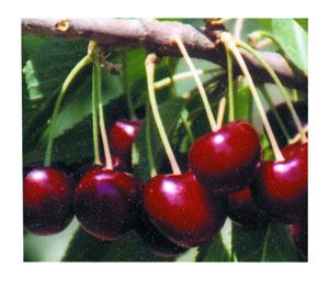 Prunus avium Lapins - Lapins Self-fertile Dark Sweet Cherry Prunus avium Lapins - Lapins Self-fertile Dark Sweet Cherry