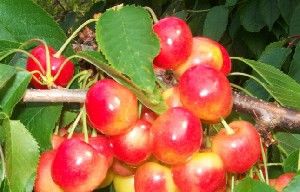 Prunus avium Emperor Francis - Emperor Francis Blush Sweet Cherry Prunus avium Emperor Francis - Emperor Francis Blush Sweet Cherry