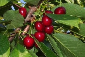 Prunus avium Hedelfingen - Hedelfingen Dark Sweet Cherry Prunus avium Hedelfingen - Hedelfingen Dark Sweet Cherry