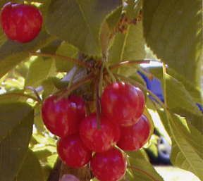 Prunus cerasus Early Richmond - Early Richmond Tart Cherry Prunus cerasus Early Richmond - Early Richmond Tart Cherry