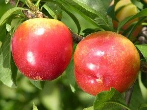 Prunus salicina hybrid
