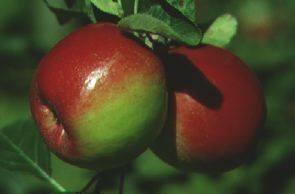 Malus domestica