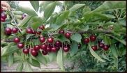 Prunus cerasus