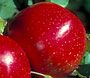 Malus domestica