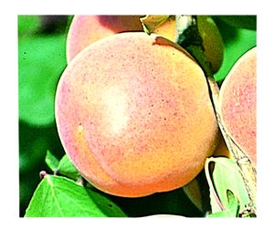 Prunus armeniaca