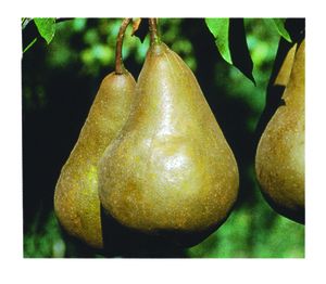 Russet Pear