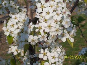 Bradford Flowering Pear---SPECIAL PRICE! 'Bradford'