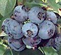 Patriot High-bush Early season Blueberry 'Patriot'