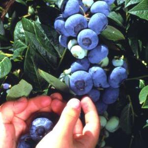 Bluecrop High-bush Mid-season Blueberry 'Bluecrop'