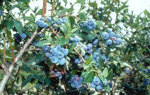 Blueray High-bush Early-mid-season Blueberry 'Blueray'