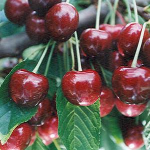 Benton™ Dark Sweet Cherry Benton™ Dark Sweet Cherry
