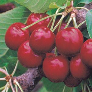 Skeena™Dark Sweet Cherry Skeena™Dark Sweet Cherry