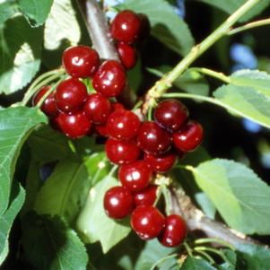 Van Dark Sweet Cherry Van Dark Sweet Cherry