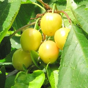 Stardust Yellow Sweet Cherry Stardust Yellow Sweet Cherry