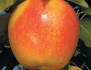 Suncrisp® Apple Suncrisp® Apple