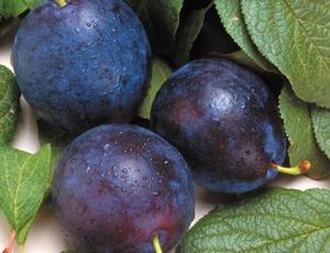 BlueByrd Plum BlueByrd Plum