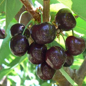 BlackPearl® Dark Sweet Cherry BlackPearl® Dark Sweet Cherry