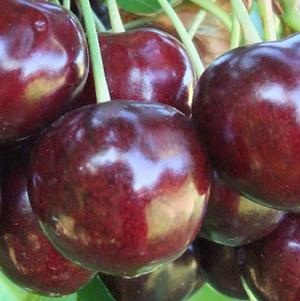 Ebony Pearl® Dark Sweet Cherry Ebony Pearl® Dark Sweet Cherry