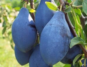 Long John European Prune Long John European Prune