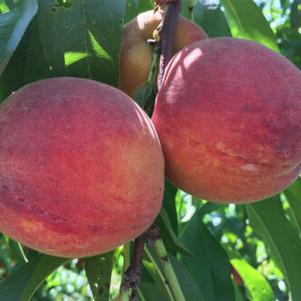 Summer Serenade® Peach Summer Serenade® Peach