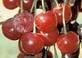 Cherry - Tart