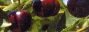 Cherry - Tart