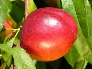 Nectarine