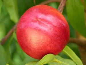 Nectarine