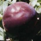 Plum - Japanese
