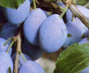 Plum - European