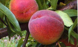 Peach