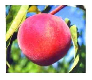 Peach