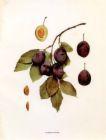  Grandpa's Heirloom Varieties