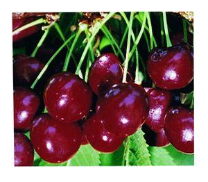 Cherry - Sweet