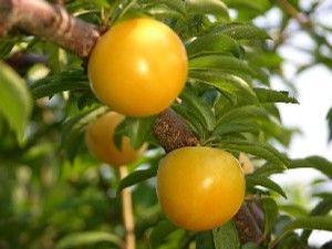 Plum - Japanese