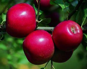  Disease Resistant Varieties