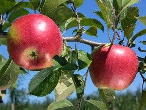  Disease Resistant Varieties