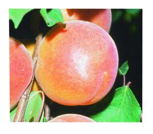 Apricot